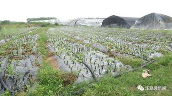 江夏新闻 阅读两分钟 知晓江夏事 2019年5月22日